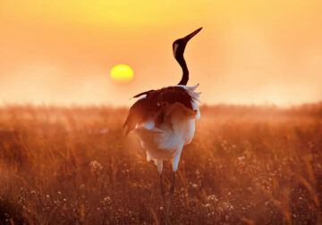 Award Winning Bird Photography