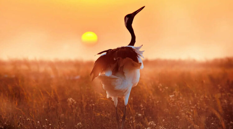 Award Winning Bird Photography