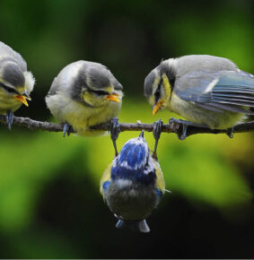 31 Captivating Photos That Showcase the Art of the Decisive Moment in Bird Photography