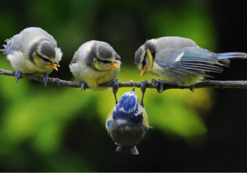 Beautiful Bird Photography