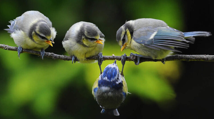 Beautiful Bird Photography