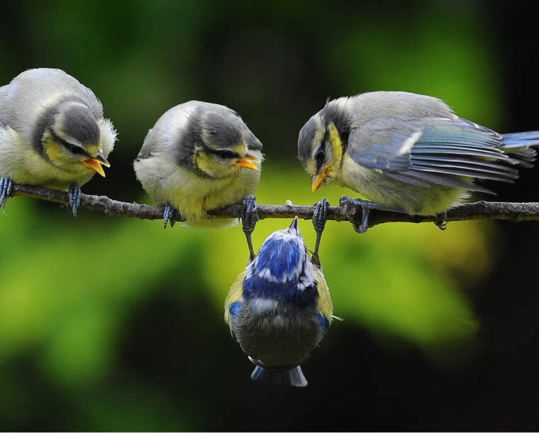 31 Captivating Photos That Showcase the Art of the Decisive Moment in Bird Photography