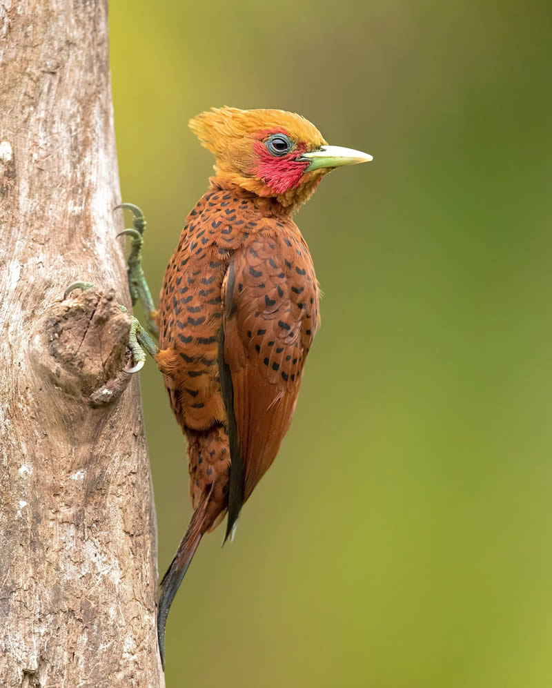 Bird Photography by Milan Zygmunt