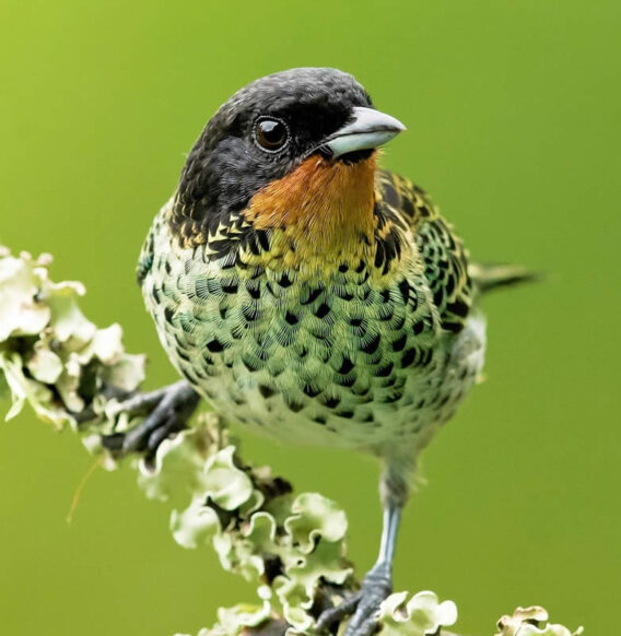 Photographer Milan Zygmunt Captures the Souls of Birds Through Close-Up Portraits