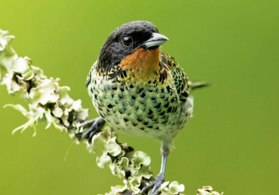 Photographer Milan Zygmunt Captures the Souls of Birds Through Close-Up Portraits