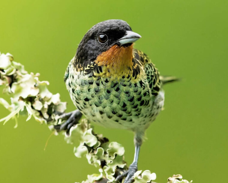 Photographer Milan Zygmunt Captures the Souls of Birds Through Close-Up Portraits