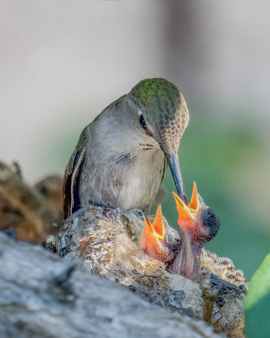 Budapest International Foto Awards 2024  Nature Winners