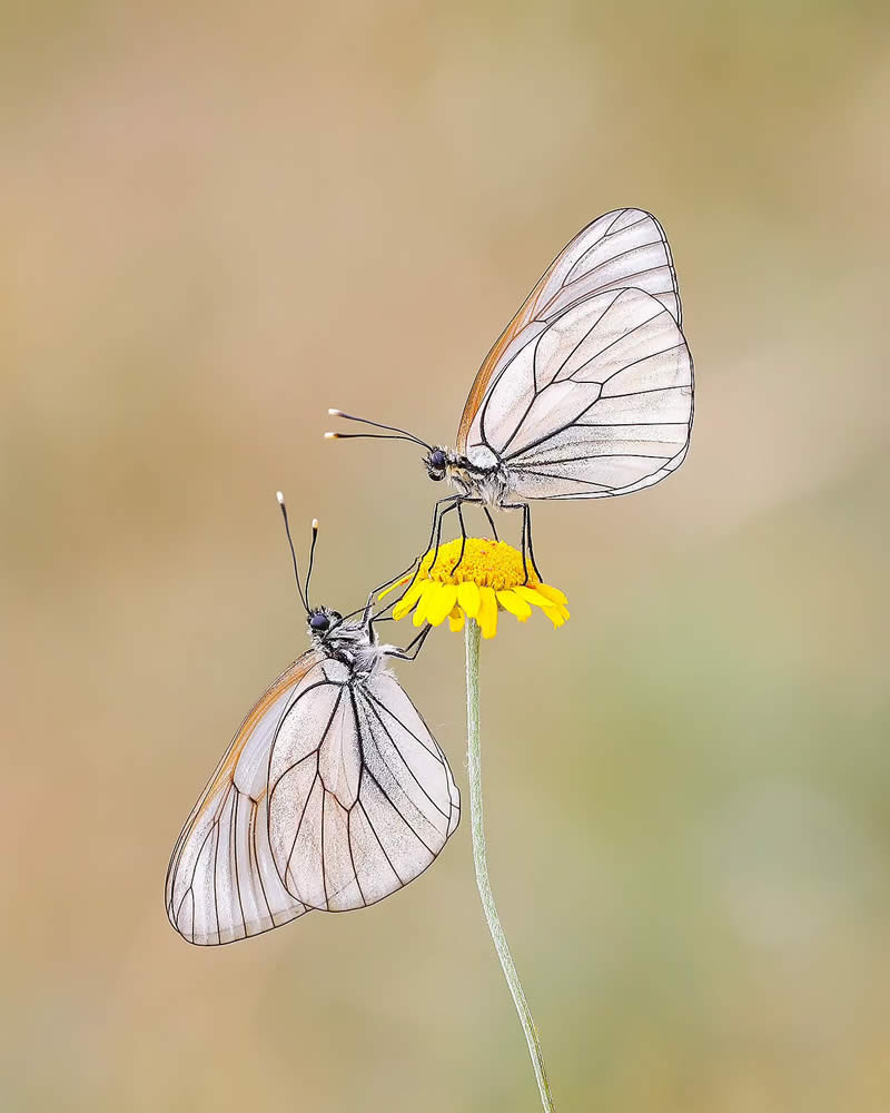 Butterfly Macro Photography by Ilker Guneysu