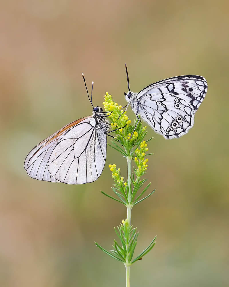 Butterfly Macro Photography by Ilker Guneysu