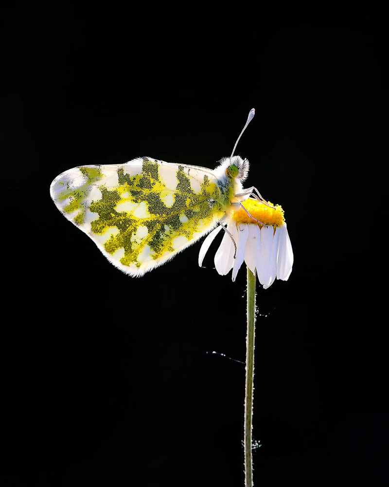 Butterfly Macro Photography by Ilker Guneysu