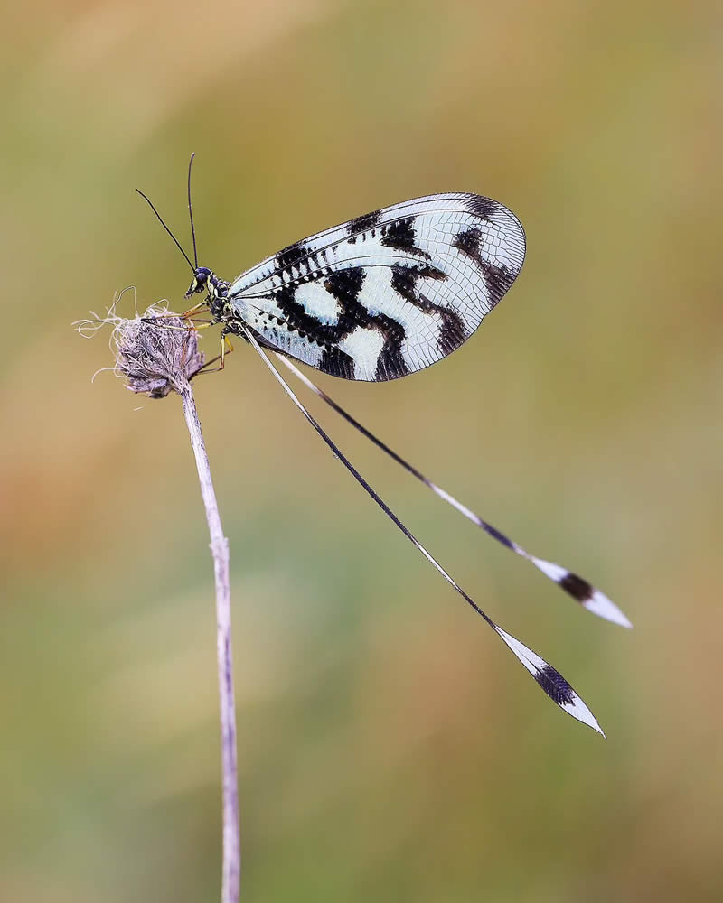 Butterfly Macro Photography by Ilker Guneysu