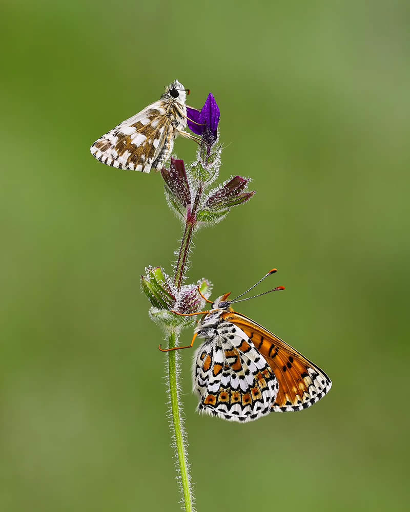 Butterfly Macro Photography by Ilker Guneysu