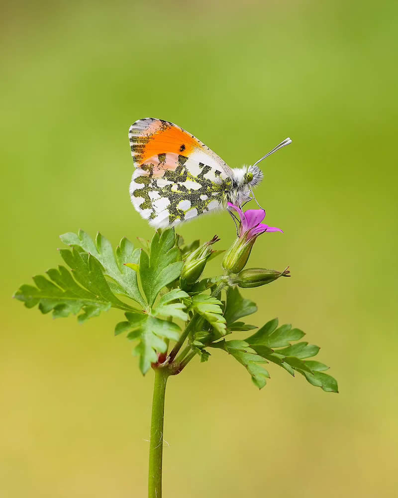 Butterfly Macro Photography by Ilker Guneysu