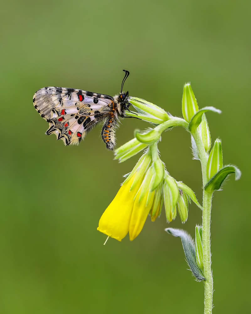 Butterfly Macro Photography by Ilker Guneysu