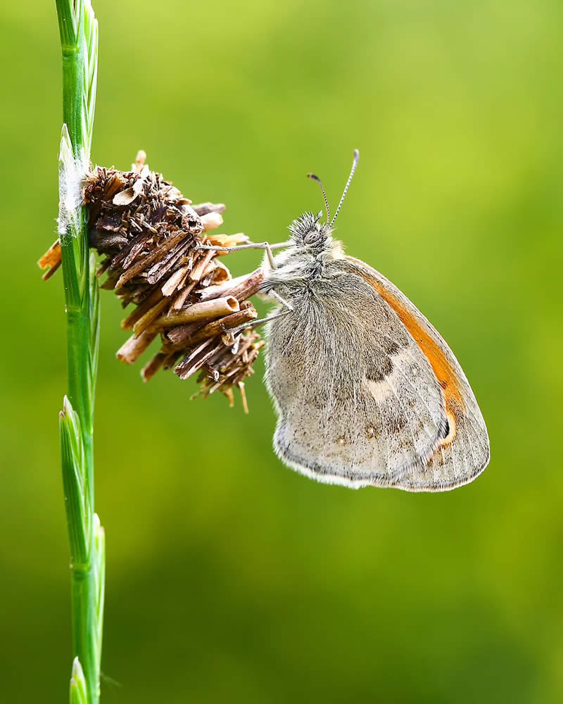 Butterfly Macro Photography by Ilker Guneysu