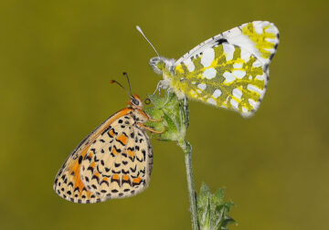 Butterfly Macro Photography by Ilker Guneysu