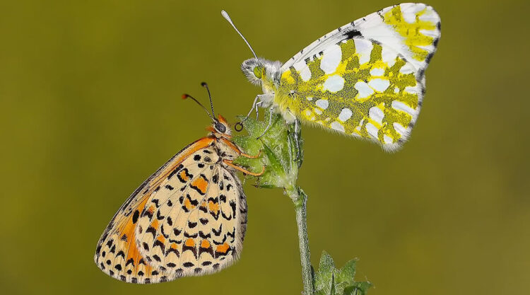 Butterfly Macro Photography by Ilker Guneysu