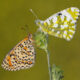 Butterfly Macro Photography by Ilker Guneysu