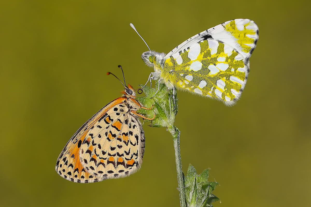 Butterfly Macro Photography by Ilker Guneysu