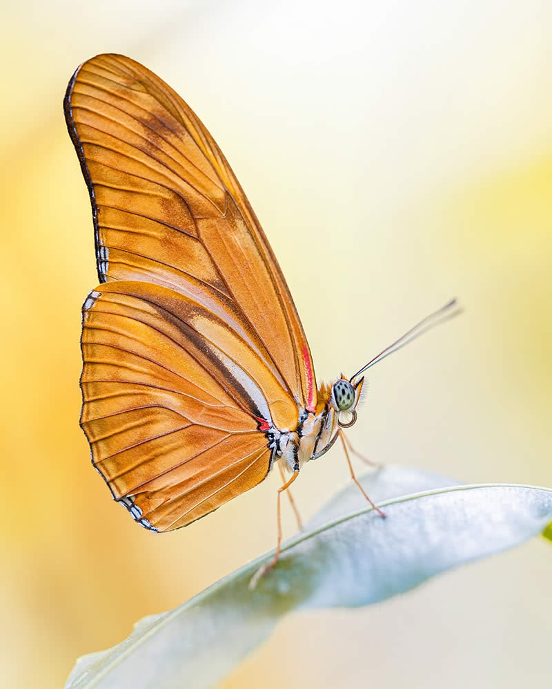 Macro Photography of Butterflies by Kyle van Bavel