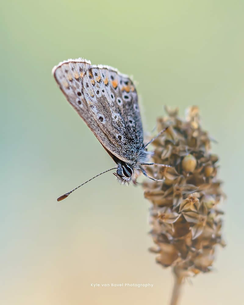 Macro Photography of Butterflies by Kyle van Bavel