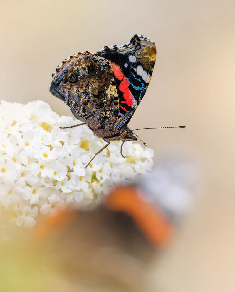 Macro Photography of Butterflies by Kyle van Bavel