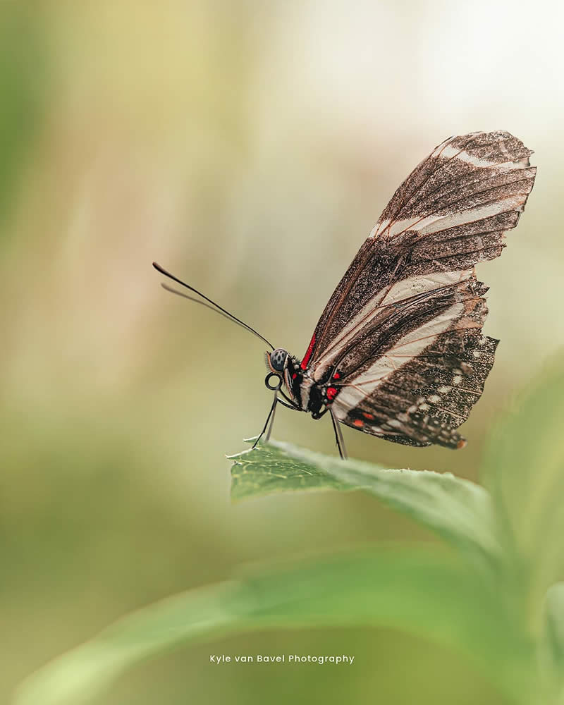 Macro Photography of Butterflies by Kyle van Bavel