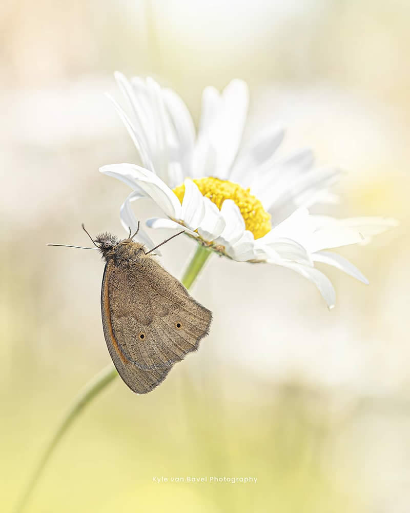 Macro Photography of Butterflies by Kyle van Bavel