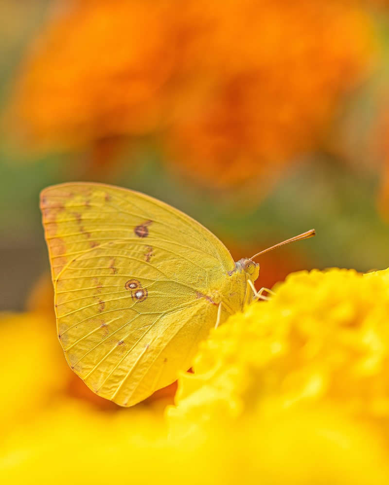 Macro Photography of Butterflies by Kyle van Bavel