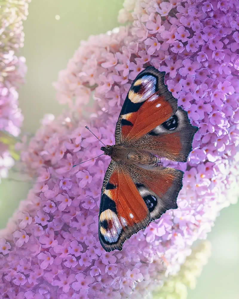 Macro Photography of Butterflies by Kyle van Bavel