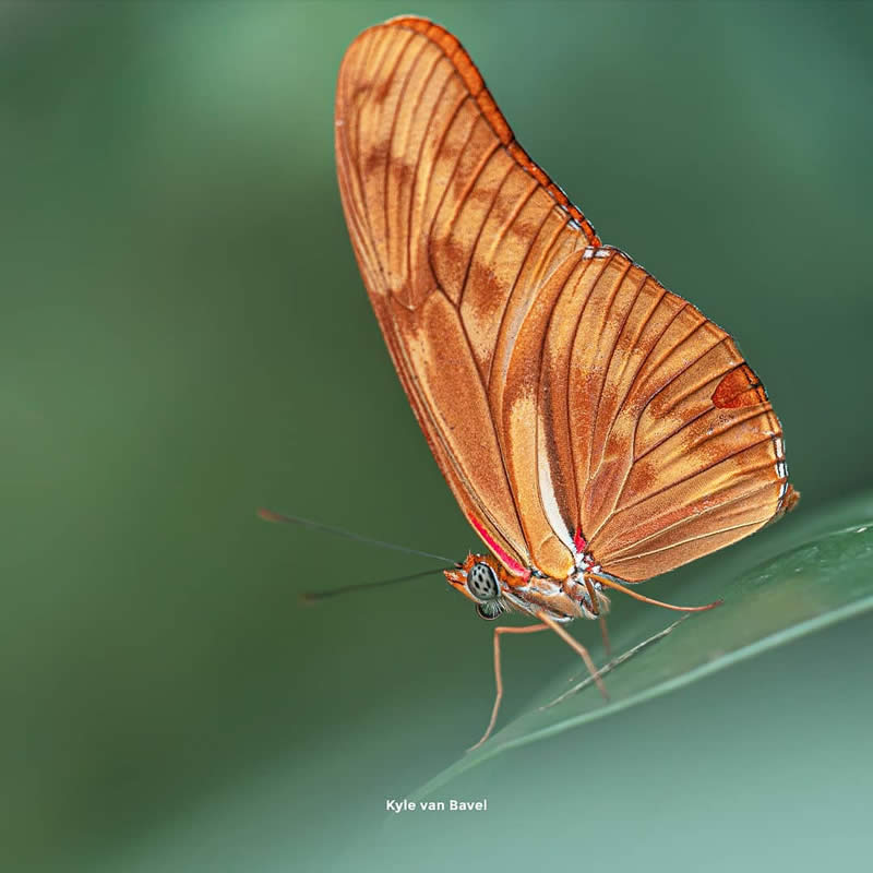 Macro Photography of Butterflies by Kyle van Bavel