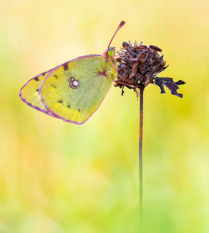 Butterfly Macro Photography by Max Kugler