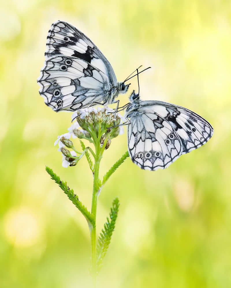 Butterfly Macro Photography by Max Kugler