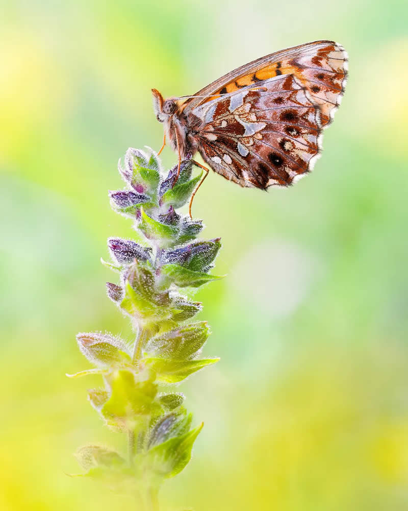 Butterfly Macro Photography by Max Kugler