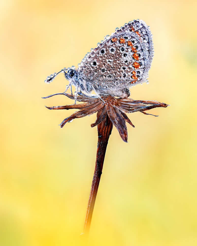 Butterfly Macro Photography by Max Kugler