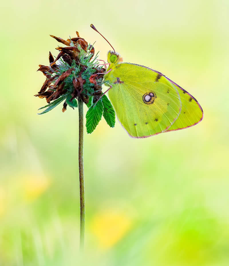 Butterfly Macro Photography by Max Kugler