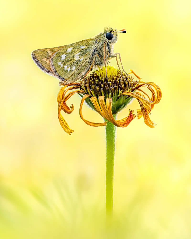 Butterfly Macro Photography by Max Kugler