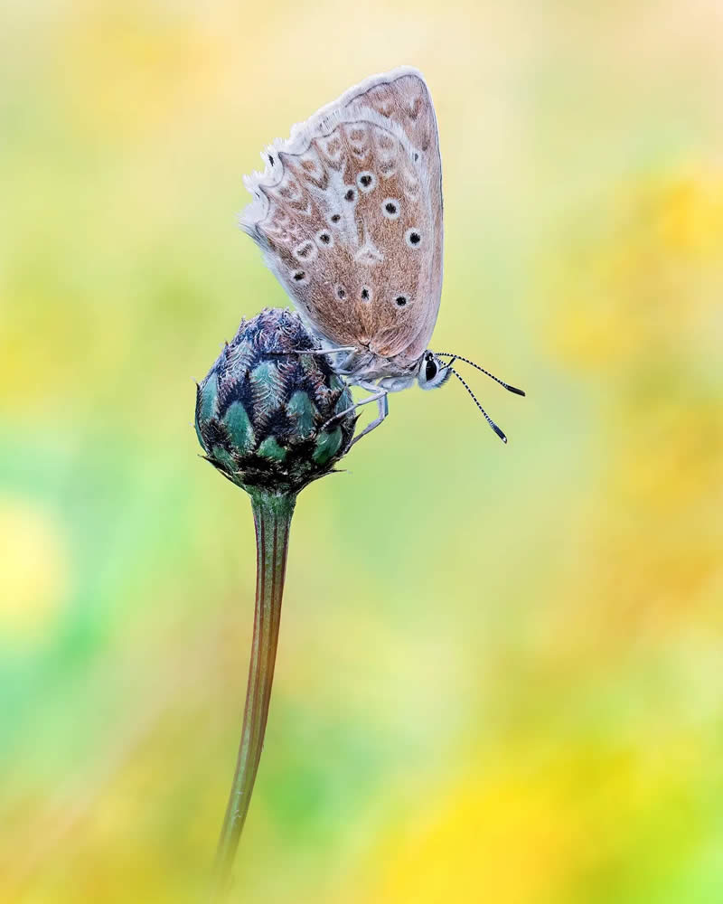 Butterfly Macro Photography by Max Kugler