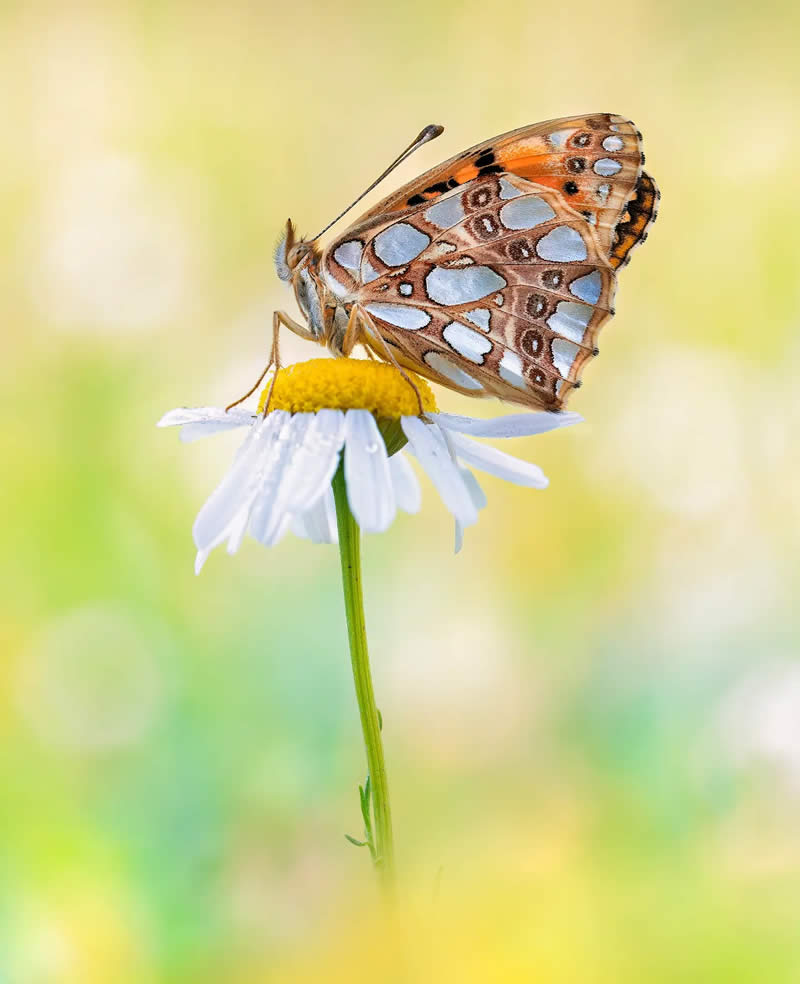 Butterfly Macro Photography by Max Kugler