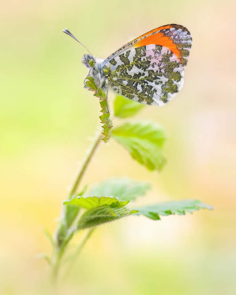 Butterfly Macro Photography by Max Kugler