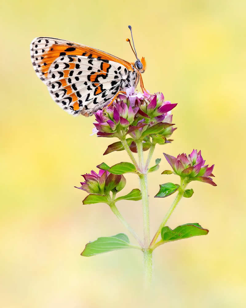 Butterfly Macro Photography by Max Kugler