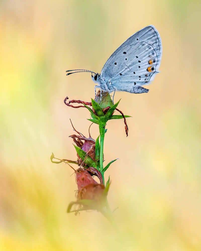 Butterfly Macro Photography by Max Kugler