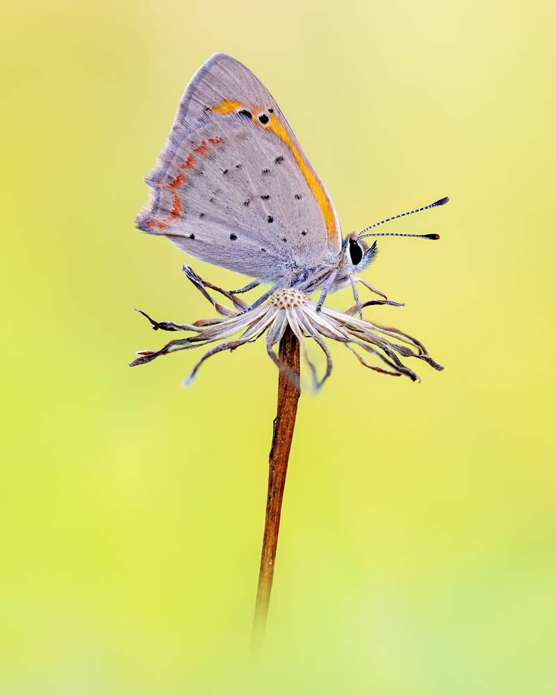 Butterfly Macro Photography by Max Kugler