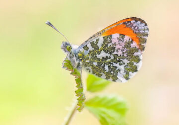 Butterfly Macro Photography by Max Kugler