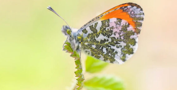 Photographer Max Kugler Captures Butterfly Elegance Through Stunning Macro Photography