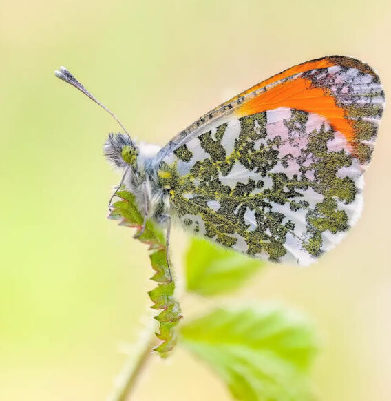 Photographer Max Kugler Captures Butterfly Elegance Through Stunning Macro Photography