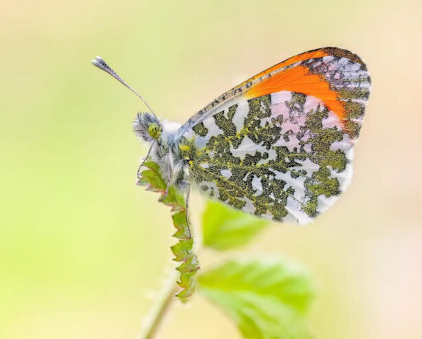 Photographer Max Kugler Captures Butterfly Elegance Through Stunning Macro Photography