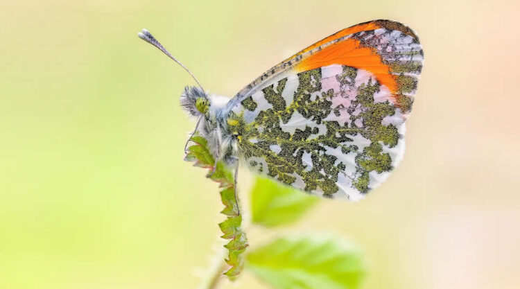 Butterfly Macro Photography by Max Kugler