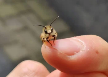 cute bug photo