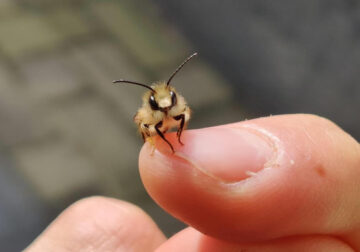 Adorable Photos Showcasing Unseen Cute Bugs